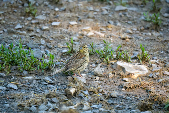 Close-up of a Cirl Bunting (Emberiza Cirlus)