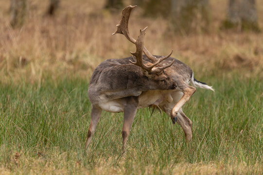 Male fallow deer buck with large antlers scratching itself in a natural grassy meadow