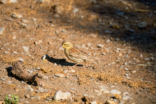 Close-up of a Cirl Bunting (Emberiza Cirlus)