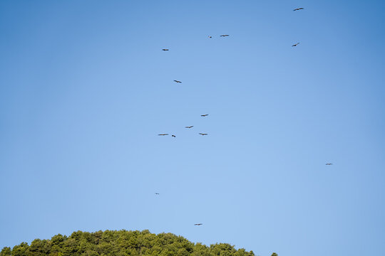 Close-up of Griffon vulture (Eurasion griffon, Gyps fulvus) 