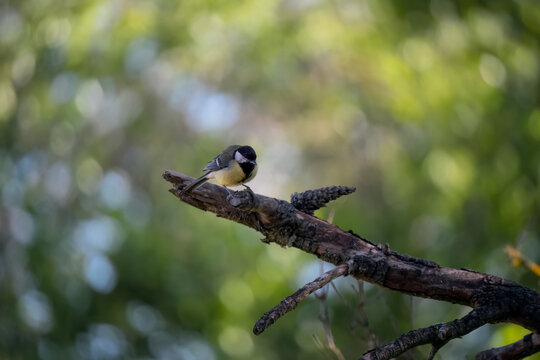 Close-up of a great tit (Parus major) 