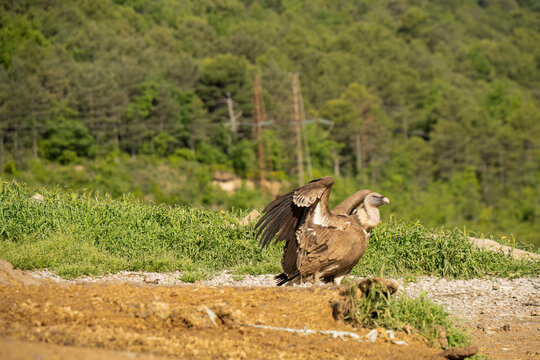 Close-up of Griffon vulture (Eurasion griffon, Gyps fulvus) 