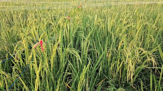 Rice field covered with bird netting for crop protection, perfect for agricultural pest control advertising or modern farming solution illustration. 