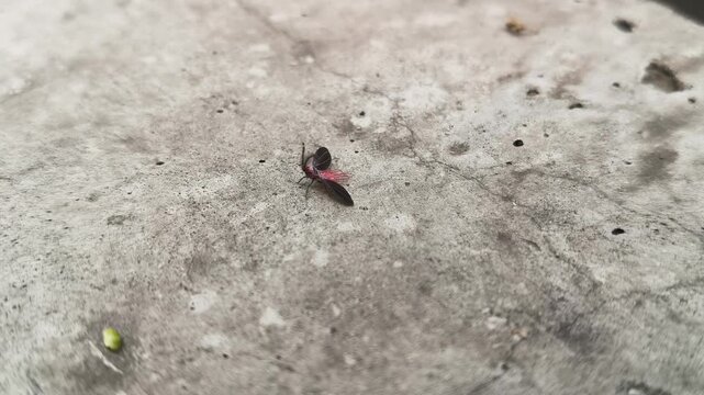 Drosicha corpulenta Insect. It&nbsp;is a species of giant&nbsp;scale insect&nbsp;in the&nbsp;family&nbsp;Monophlebidae, in the superfamily&nbsp;Coccoidea. It feeds on a range of trees, shrubs and non-woody plants.