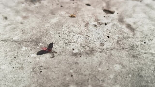 Drosicha corpulenta Insect. It&nbsp;is a species of giant&nbsp;scale insect&nbsp;in the&nbsp;family&nbsp;Monophlebidae, in the superfamily&nbsp;Coccoidea. It feeds on a range of trees, shrubs and non-woody plants.