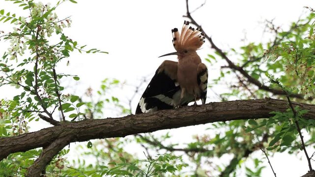 Hoopoe (Upupa epops) stretching wings before takeoff on branch in forest