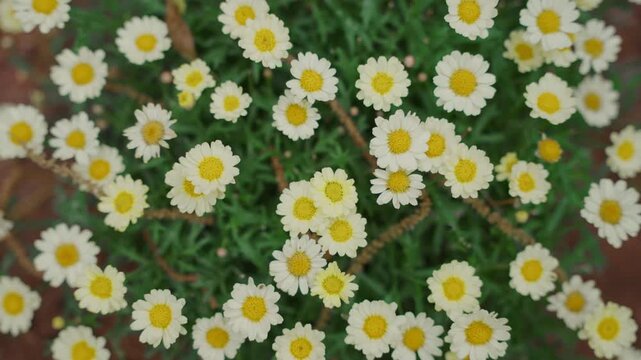 Tiny white blossoms dot green foliage. Soft yellow centers glow in each petal. Dense cluster thrives in warm, sunlit soil. Gentle, quiet beauty fills the frame. Perfect for nature, gardening