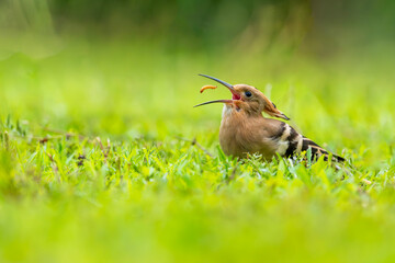 hoopoe  is eating a bug. hoopoe on the grass © mijun