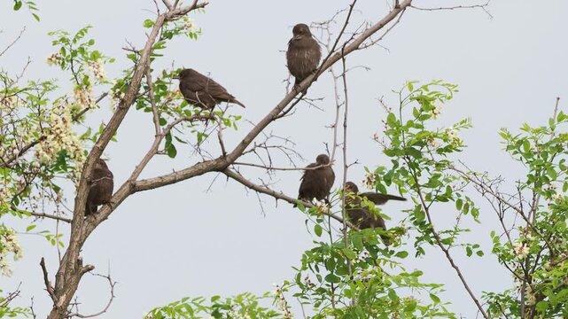 Juvenile starlings in blooming black locust tree and characteristic noisy calls, Sturnus vulgaris