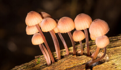 Close up of Galerina fungi, a small brown mushroom which is a species of fungus belonging in the family Cortinariaceae.  It occurs throughout much of the world © Nathan McClunie