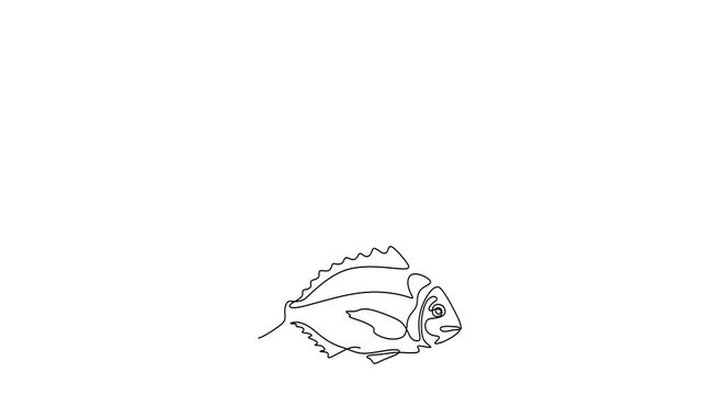 Animated self drawing of continuous line draw of  Line Art Fish Collection Trout, salmon, and Tuna Illustrations. Logo.  Full length one line animation. 4K	