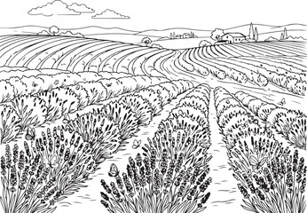 Fototapeta premium Lavender field, agricultural landscape, black and white illustration, rural scenery, vector graphic