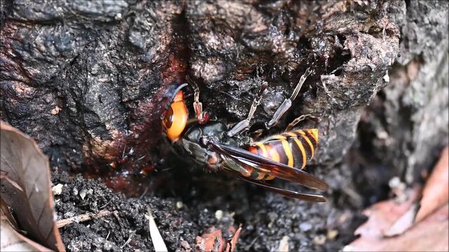 樹液を貪るオオスズメバチの女王蜂