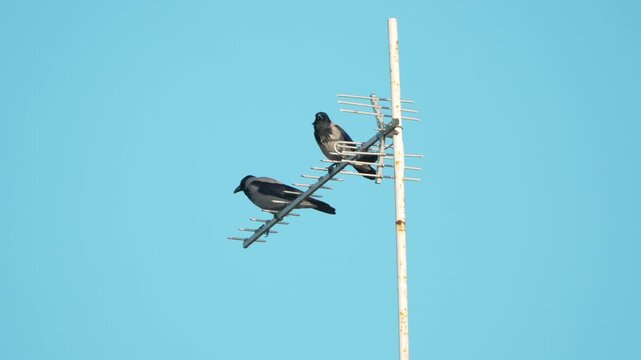 Crows, antenna, sky where two hooded crows perch high on an old television aerial mast under bright blue clear weather.