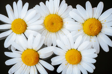 Obraz premium White daisies with yellow centers resting on a dark red, black, wet surface covered in water droplets.