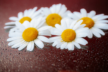 Obraz premium White daisies with yellow centers resting on a dark red, black, wet surface covered in water droplets.