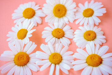 Obraz premium White daisies with yellow centers on a pink surface, photographed in soft focus with a dreamy floral mood.