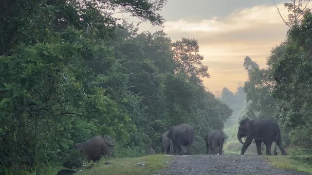 Breathtaking footage of wild Bornean pygmy elephants walking along the banks of the Kinabatangan River, captured from a riverboat cruise in Sabah &mdash; one of Borneo's most iconic wildlife encounters.