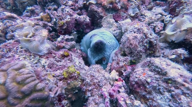 Rare and captivating underwater shot of an octopus moving through the vivid tropical waters of Semporna, Borneo &mdash; a remarkable marine wildlife encounter in one of Southeast Asia's most biodiverse dive