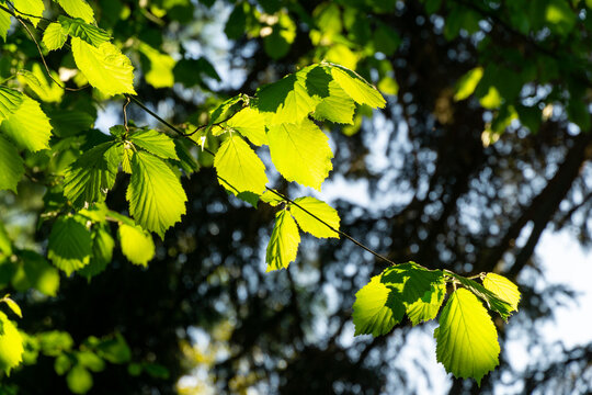 Vibrant green leaves Corylus avellana or Corylus maxima hazelnut bask in sunlight, creating dappled light effect. Foliage appears lush and healthy, set against backdrop of blurred greenery and sky