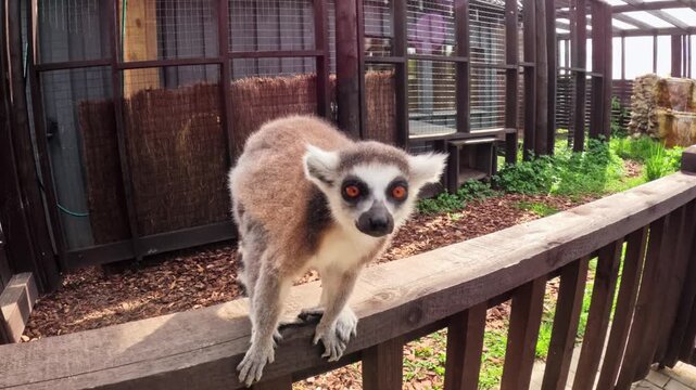 A ring-tailed lemur reaches its paw toward the camera on a wooden railing, creating a playful, engaging close-up inside an outdoor zoo enclosure.