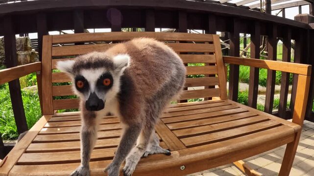 Curious ring-tailed lemur leans toward the camera with bright amber eyes and playful energy, creating a lively wildlife moment on a wooden bench in natural outdoor light.