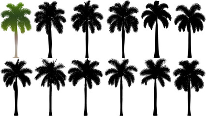 Vector set of Cuban royal palm tree silhouettes in solid black, featuring tall smooth trunks and elegant symmetrical crowns. Perfect for tropical landscapes, resort branding and coastal themes. © Vecsil