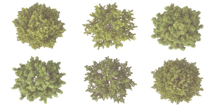 Top view of green tree collection for landscape architecture design plan and architectural site plan rendering