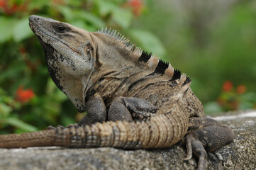 Fototapeta premium wild black spiny-tailed iguana or black ctenosaur resting on a stone ledge in a lush tropical garden setting.