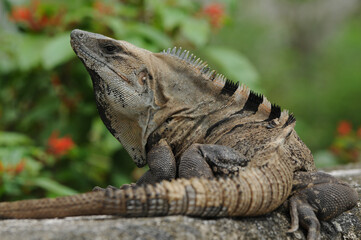 Fototapeta premium wild black spiny-tailed iguana or black ctenosaur resting on a stone ledge in a lush tropical garden setting.