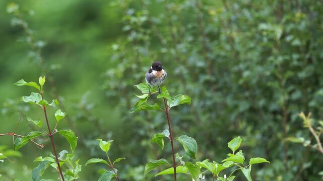 A juvenile male European stonechat (Saxicola rubicola) sitting on a twig and inspecting its surroundings