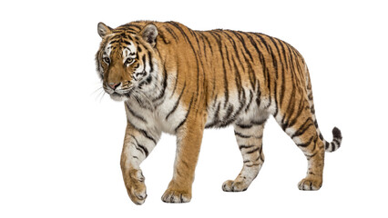 Fototapeta premium Magnificent Siberian tiger walking forward with powerful stride isolated on transparent background