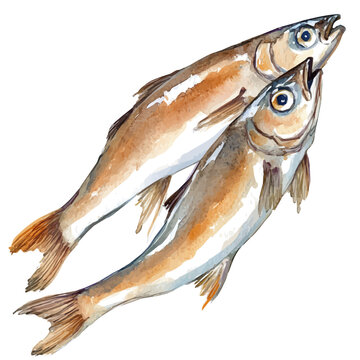 Kippers, illustration watercolor, vector isolated on a white background.