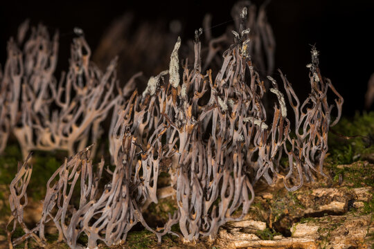 Close up of a coral fungi, Ramaria ambigua, on forest floor