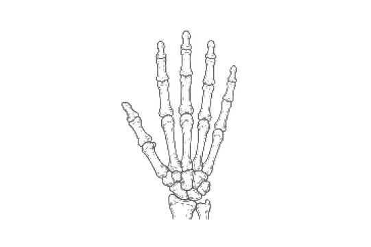 Human hand skeletal structure anatomy drawing vector illustration