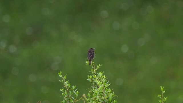 A juvenile European stonechat (Saxicola rubicola) sitting in the top of a shrub and flying away
