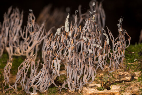 Close up of a coral fungi, Ramaria ambigua, on forest floor