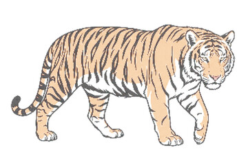 Obraz premium Tiger walking to the right side, orange and black stripes