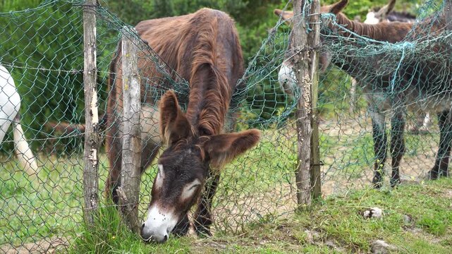 A donkey grazing with its head and neck bent over a fence