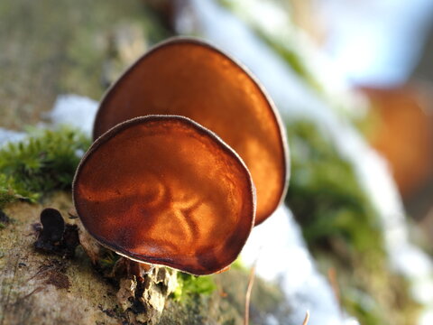 Judasohren, Auricularia auricula-judae