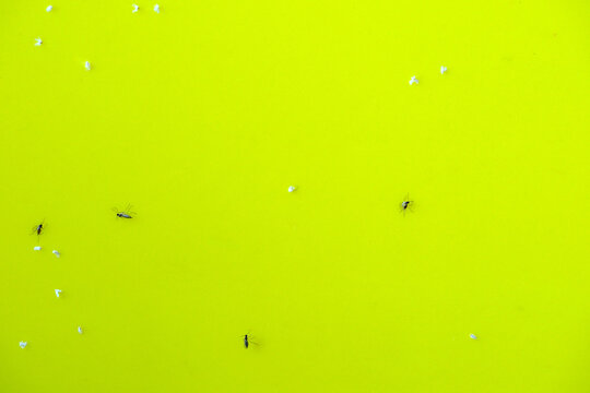 Flying Insects Trapped on Yellow Sticky Monitoring Trap