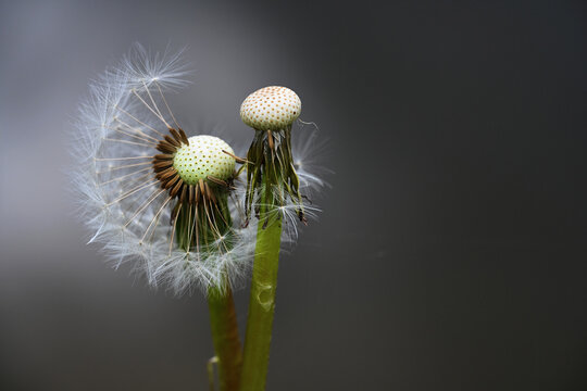 zwei Pusteblumen