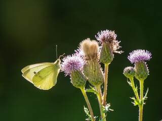 A backlit Small White Butterfly Feeding on Creeping Thistle © Stephan Morris 