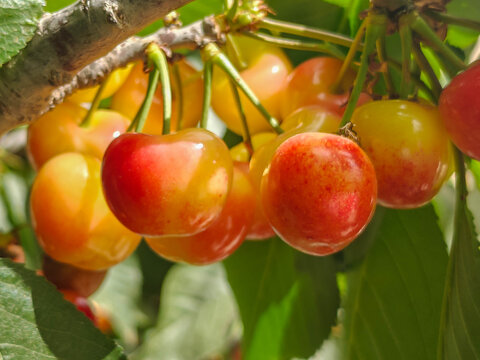 weet rainier cherries ripening on a tree branch in sunny orchard