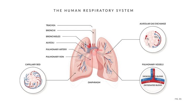 Educational diagram of the human respiratory system showing lungs, trachea, bronchi, and alveolar gas exchange