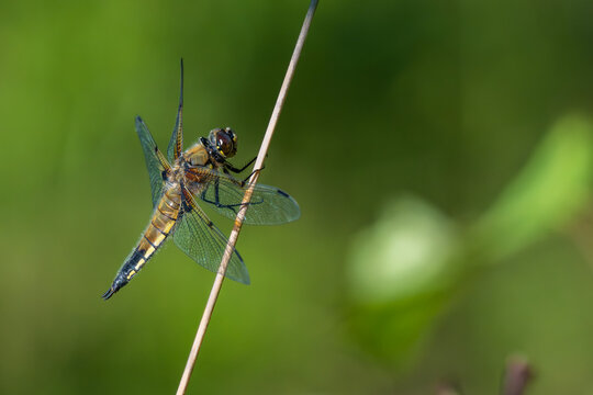 Four-spotted chaser dragonfly (Libellula quadrimaculata) resting on a dry grass stem in a natural wetland habitat in Latvia with green blurred background and copy space.