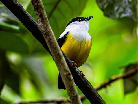 great tit parus major