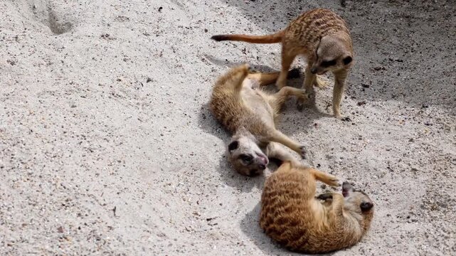 Meerkat, Suricata suricatta hopping around and fighting each other