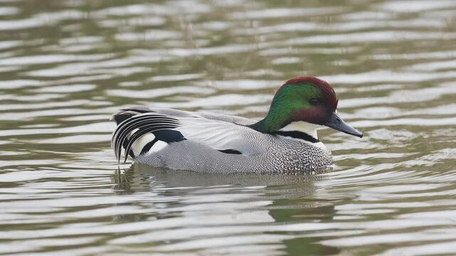 ヨシガモの雄 (鳴き声あり)