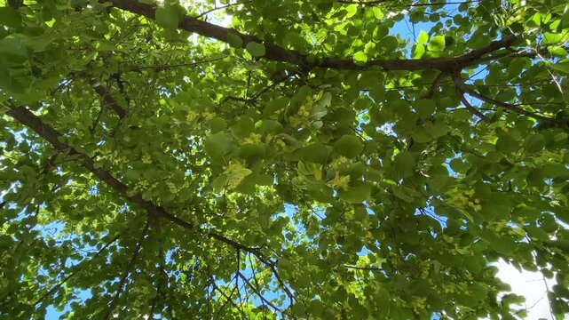 linden tree branches with flowers and green foliage	